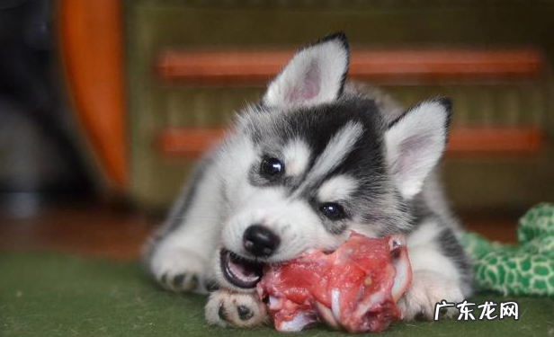 为帮小狗瘦身减肥，提前准备素食？事实上负面影响更“情况严重”！