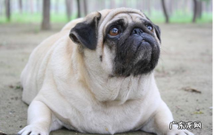 为帮小狗瘦身减肥，提前准备素食？事实上负面影响更“情况严重”！