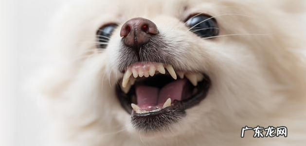 为帮小狗瘦身减肥，提前准备素食？事实上负面影响更“情况严重”！