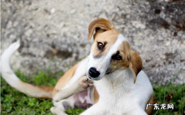 为帮小狗瘦身减肥，提前准备素食？事实上负面影响更“情况严重”！