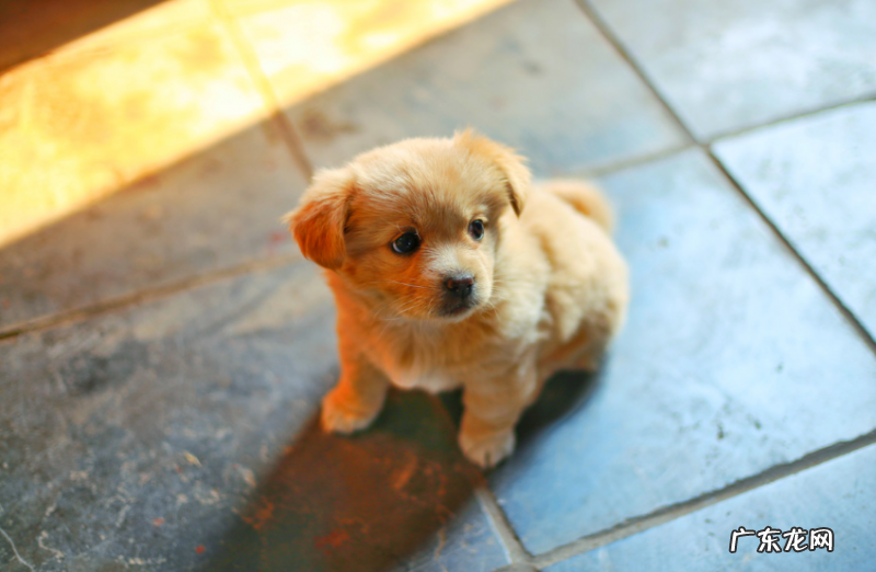 金毛幼犬常常小便却尿不出来