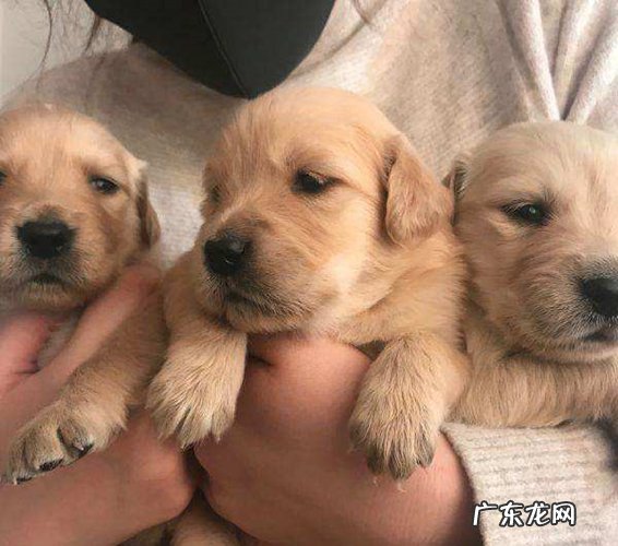 二个月大的小狗狗,预苗确实打全了没有?消费陷阱了解一下