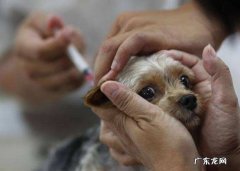 二个月大的小狗狗，预苗确实打全了没有？消费陷阱了解一下