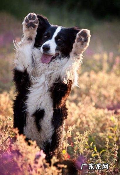 听说养动物可以 瘦身减肥?那麼你试一下养这5种狗,能被残害瘦的