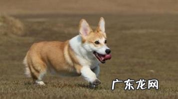 听说养动物可以 瘦身减肥?那麼你试一下养这5种狗,能被残害瘦的