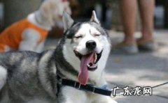 听说养动物可以 瘦身减肥？那麼你试一下养这5种狗，能被残害瘦的