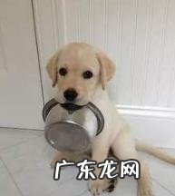 听说养动物可以 瘦身减肥?那麼你试一下养这5种狗,能被残害瘦的