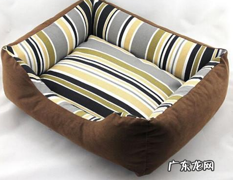 成人柴犬感冒会腹泻吗,成人柴犬感冒是不是会拉肚子