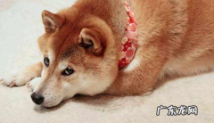 成人柴犬感冒会腹泻吗，成人柴犬感冒是不是会拉肚子