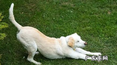 小狗经常臭屁不断,小狗胃胀的原因你掌握多少钱?