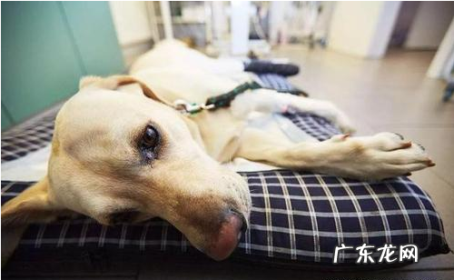 小狗经常臭屁不断,小狗胃胀的原因你掌握多少钱?