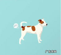 小狗经常臭屁不断，小狗胃胀的原因你掌握多少钱？