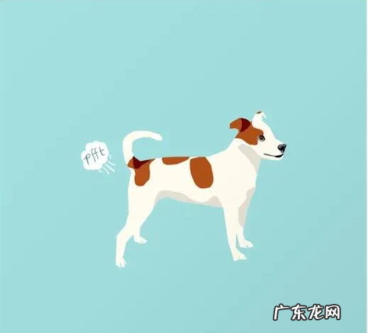 小狗经常臭屁不断,小狗胃胀的原因你掌握多少钱?