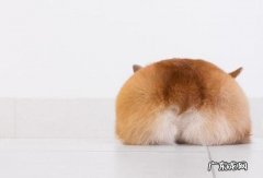 为什么小狗经常“放臭屁”？大部分是这五个原因“捣鬼”