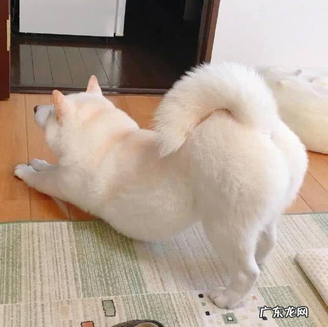 为什么小狗经常“放臭屁”?大部分是这五个原因“捣鬼”