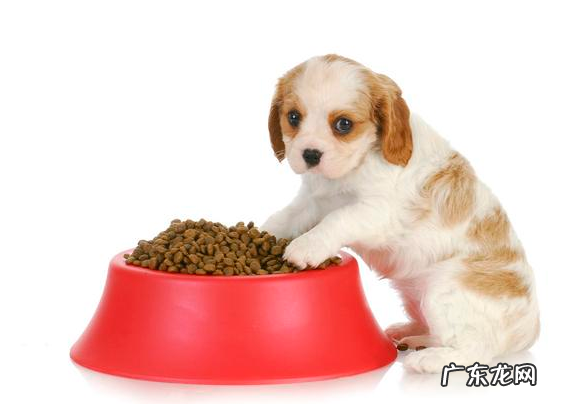 为什么小狗经常“放臭屁”?大部分是这五个原因“捣鬼”