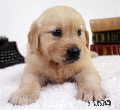 小金毛拉肚子但精神实质可以