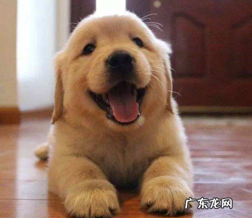 小金毛拉肚子但精神实质可以