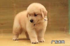 小金毛拉肚子但精神实质可以