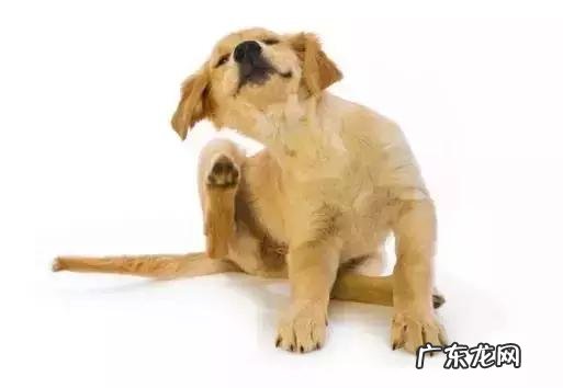 狗不断挠痒，有跳蚤吗？狗瘙痒的防止