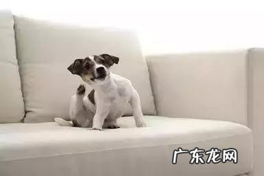狗不断挠痒，有跳蚤吗？狗瘙痒的防止