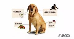 狗不断挠痒，有跳蚤吗？狗瘙痒的防止