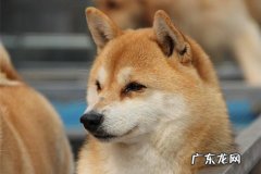 柴犬眼睛泛红眼睛肿,柴犬眼圈发红落泪