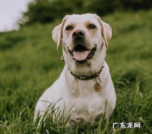 小狗鼻部愈来愈干燥一定是症状引起吗？狗狗鼻子干燥的原因有哪些