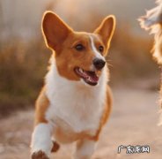 小狗鼻部愈来愈干燥一定是症状引起吗？狗狗鼻子干燥的原因有哪些