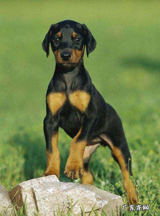 教你狗狗打疫苗完预苗之后出现什么体现