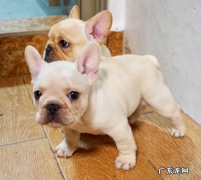 教你狗狗打疫苗完预苗之后出现什么体现