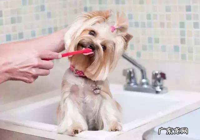 狗的牙龈肿胀喷西瓜霜好吗