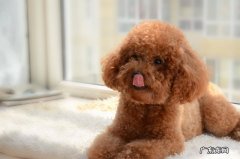 狗的牙龈肿胀喷西瓜霜好吗