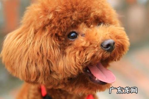 小泰迪感冒发烧能本身好吗