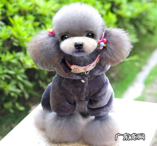 小泰迪感冒发烧能本身好吗