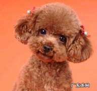 小泰迪感冒发烧能本身好吗