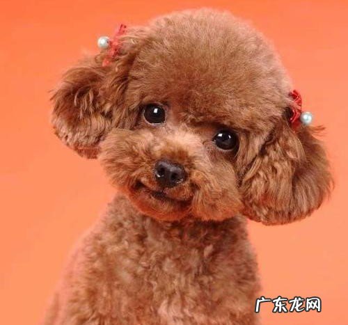 小泰迪感冒发烧能本身好吗