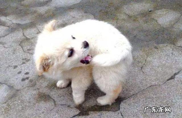 有这类症状的小狗，注意了，可能患有狂犬病毒！