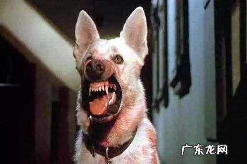 有这类症状的小狗，注意了，可能患有狂犬病毒！