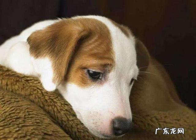 有这类症状的小狗，注意了，可能患有狂犬病毒！