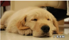 小狗狗身体广泛的裂头蚴种类！