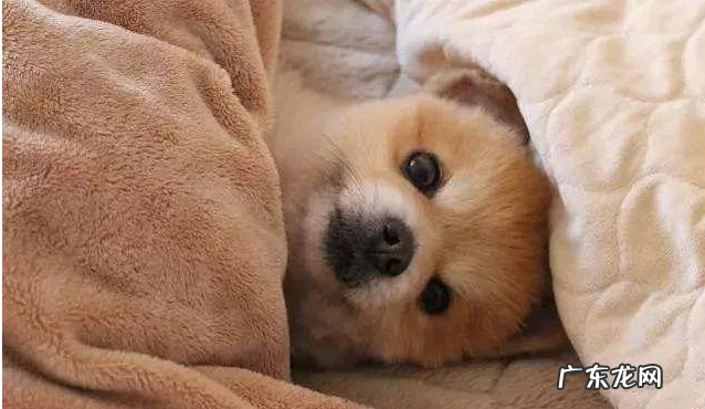 小狗狗身体广泛的裂头蚴种类！