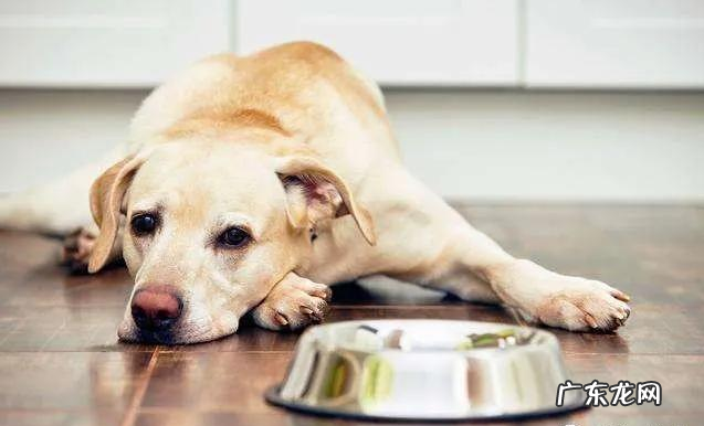 小狗狗身体广泛的裂头蚴种类！