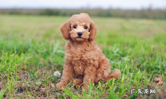 小狗一天没有拉尿