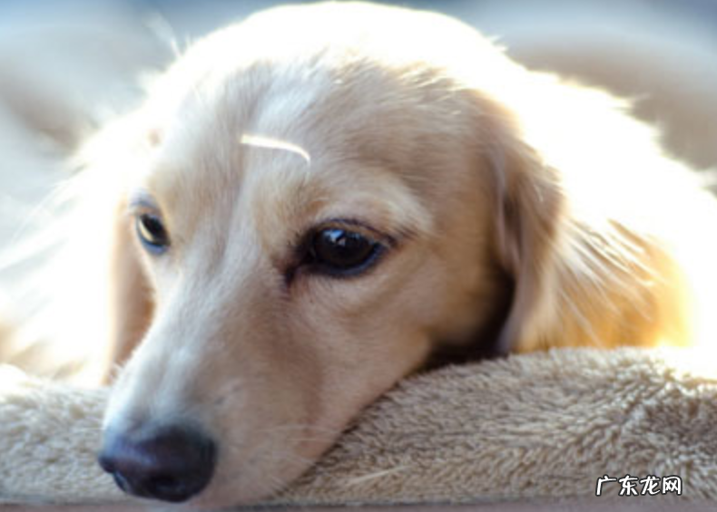 狗狗拉稀要不要给他多饮水