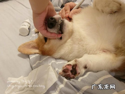 小狗得了口炎的症状有哪些