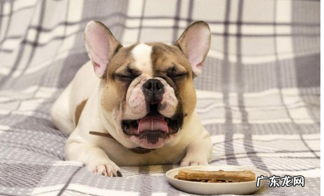 小狗狗牙龈肿痛能痊愈吗