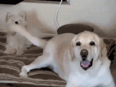 相关狗狗尾巴的六个秘密，你解读出去吗？