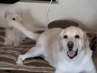 相关狗狗尾巴的六个秘密,你解读出去吗?