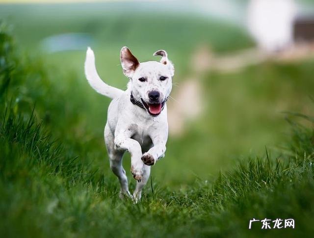 相关狗狗尾巴的六个秘密,你解读出去吗?